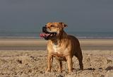 STAFFIE 357